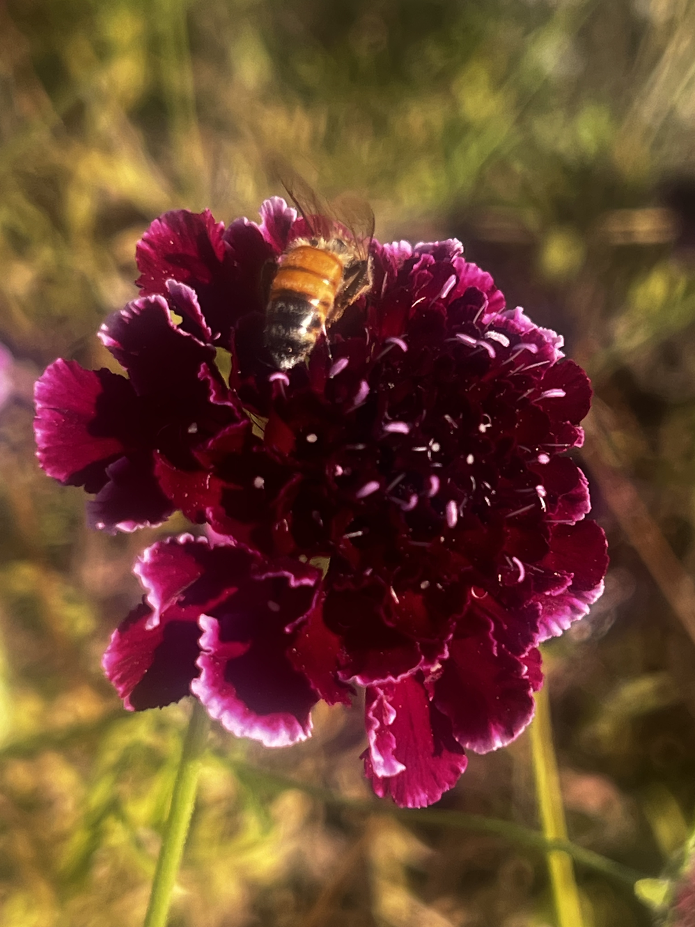 Bee on Flower